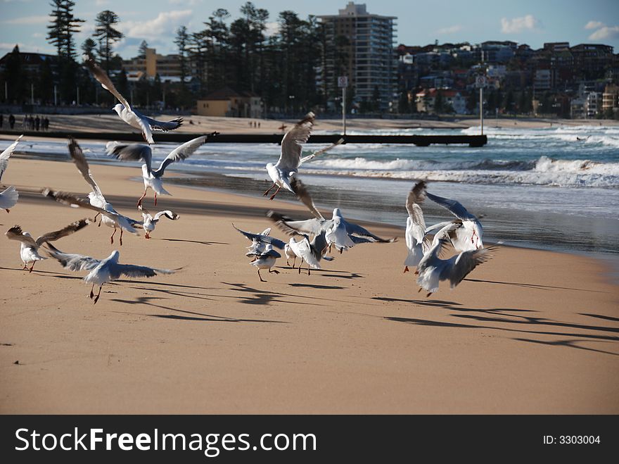 Seagulls taking off at sandy beach on a sunny day. Seagulls taking off at sandy beach on a sunny day