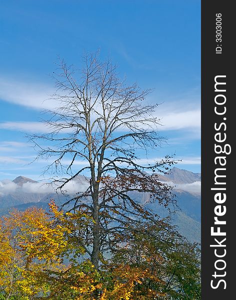 Alone tree in russian mountains