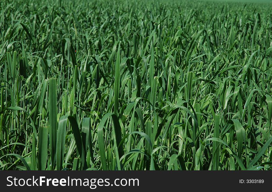 Green field of growing wheat