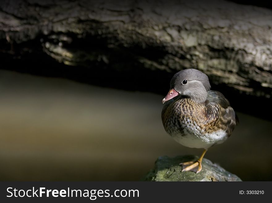 The small grey duck standing on one's foot. The small grey duck standing on one's foot