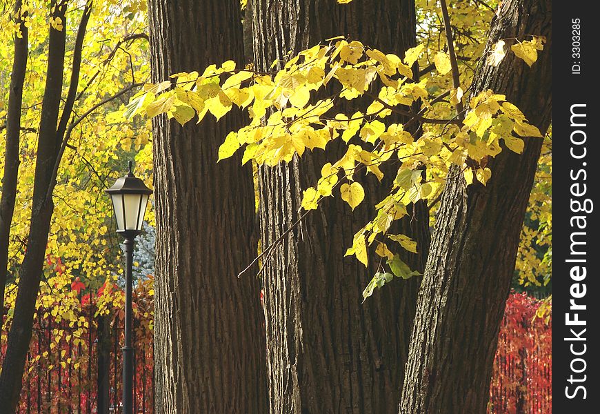 Autumnal park scene with trees in yellow foliage. Autumnal park scene with trees in yellow foliage