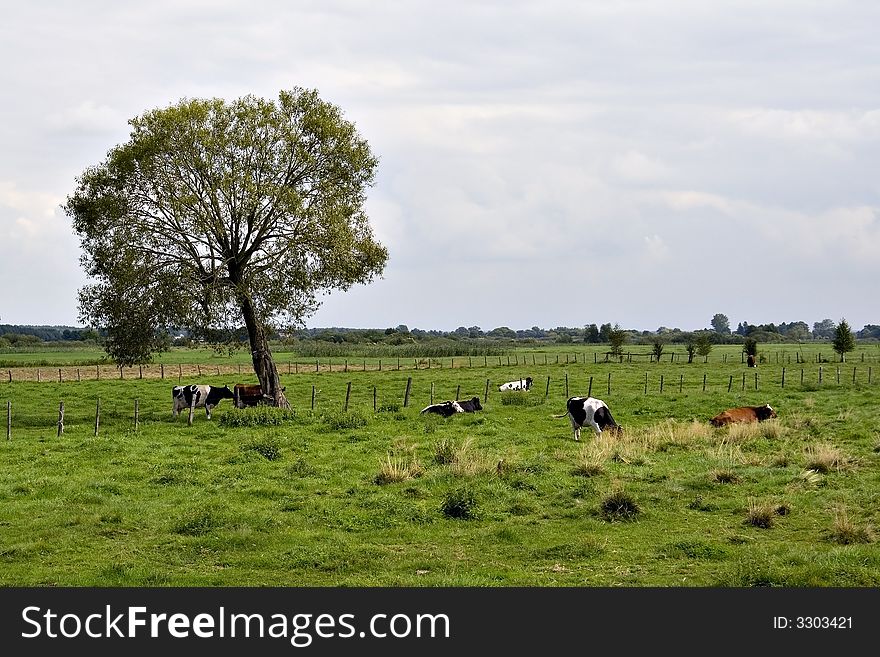 Beautiful green countryside landscape, Poland. Beautiful green countryside landscape, Poland