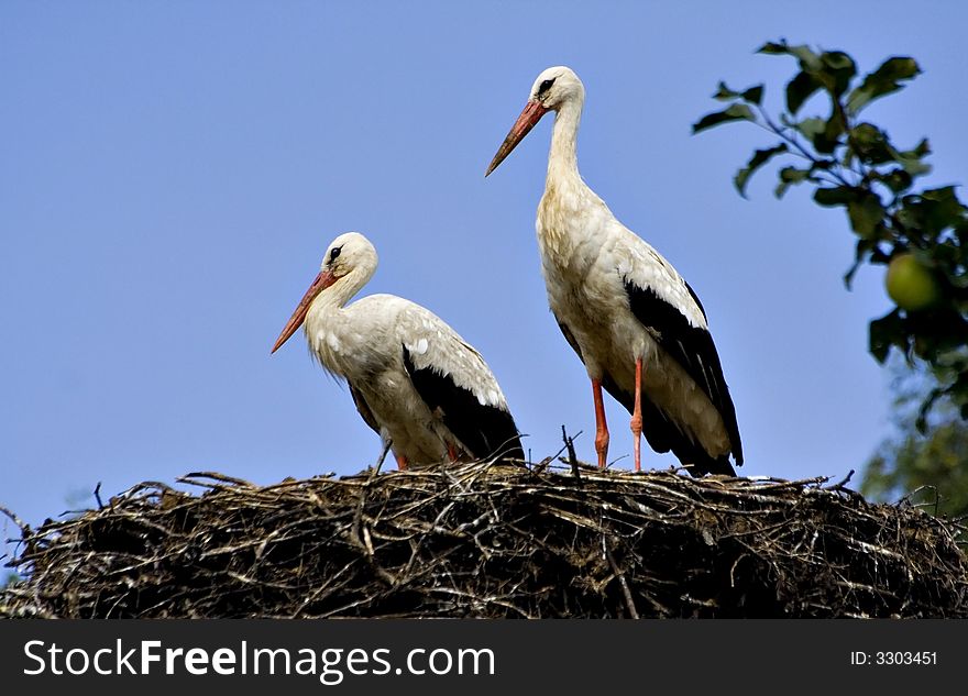 Beautiful storks in nest,  with branch