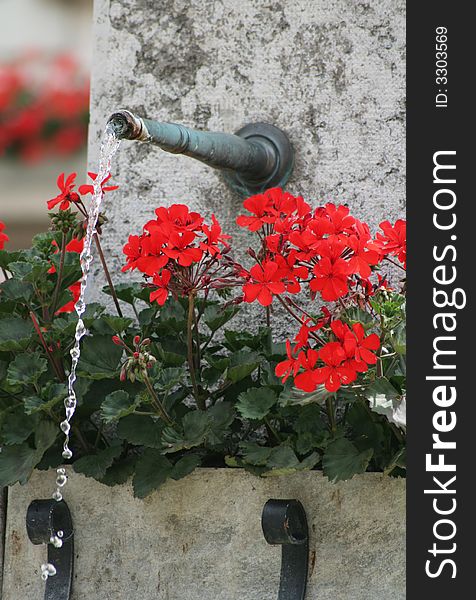 Close up of a fountain with red geranium flower around it.