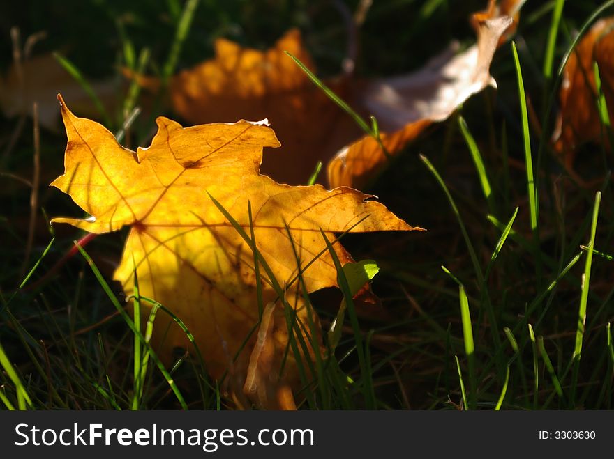 Sunny maple leaf in the grass