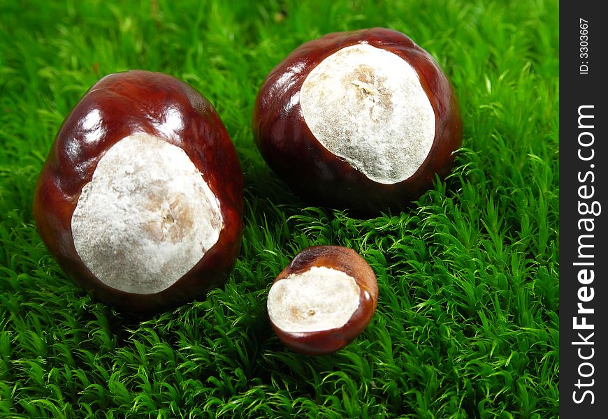 Chestnuts On Green Moss.