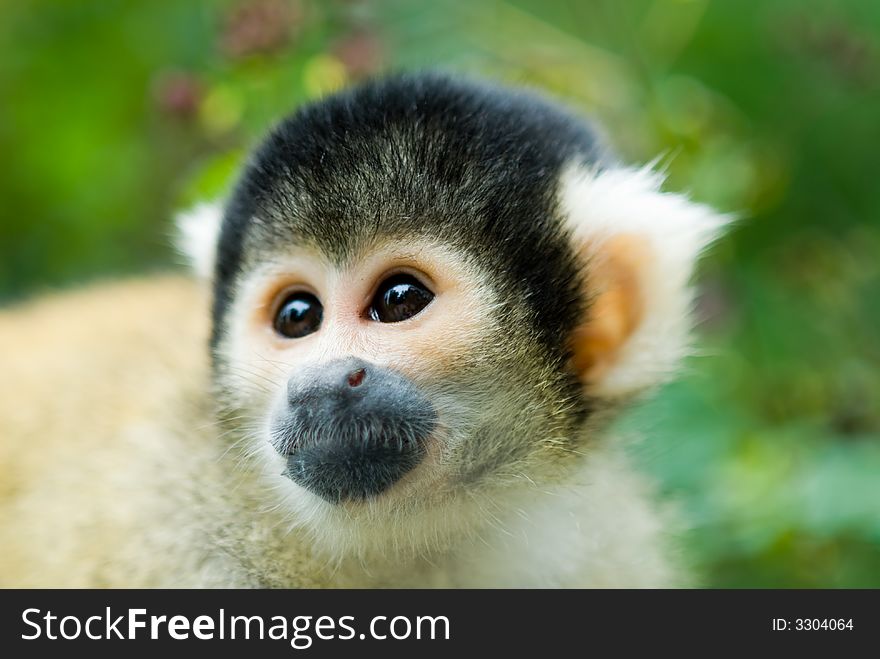 Portrait of a cute squirrel monkey (Saimiri) subfamily: saimiriinae