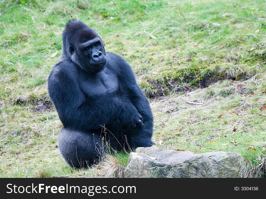 Close-up of a big male gorilla