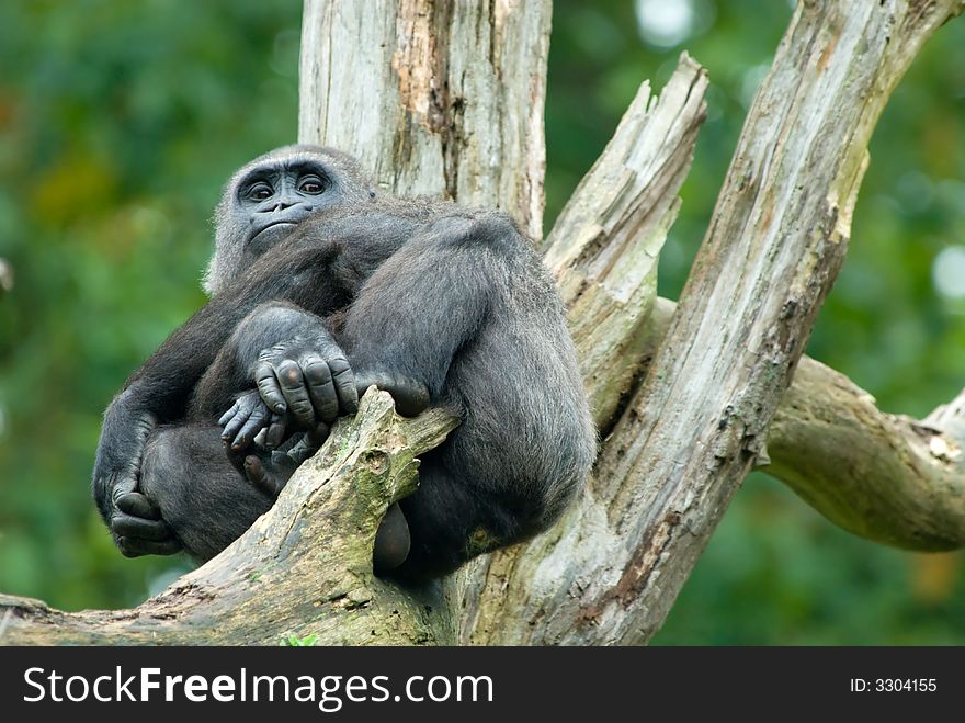 Gorilla in tree