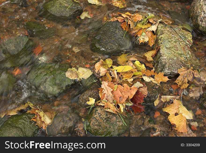 Yellow autumn leaves in a stream of water