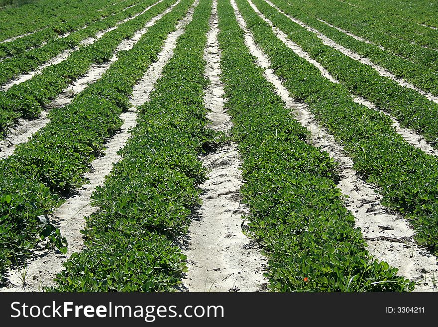 Some Rows of crops in a field. Some Rows of crops in a field