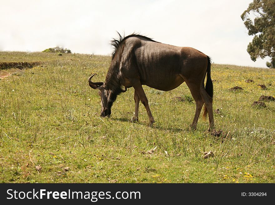 Wildebeest at a farm in africa. Wildebeest at a farm in africa