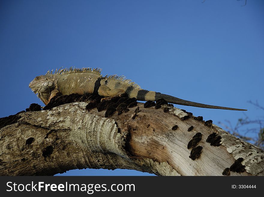 An old iguana climbing up a dead tree near Monteria, Cordoba, Colombia. An old iguana climbing up a dead tree near Monteria, Cordoba, Colombia.