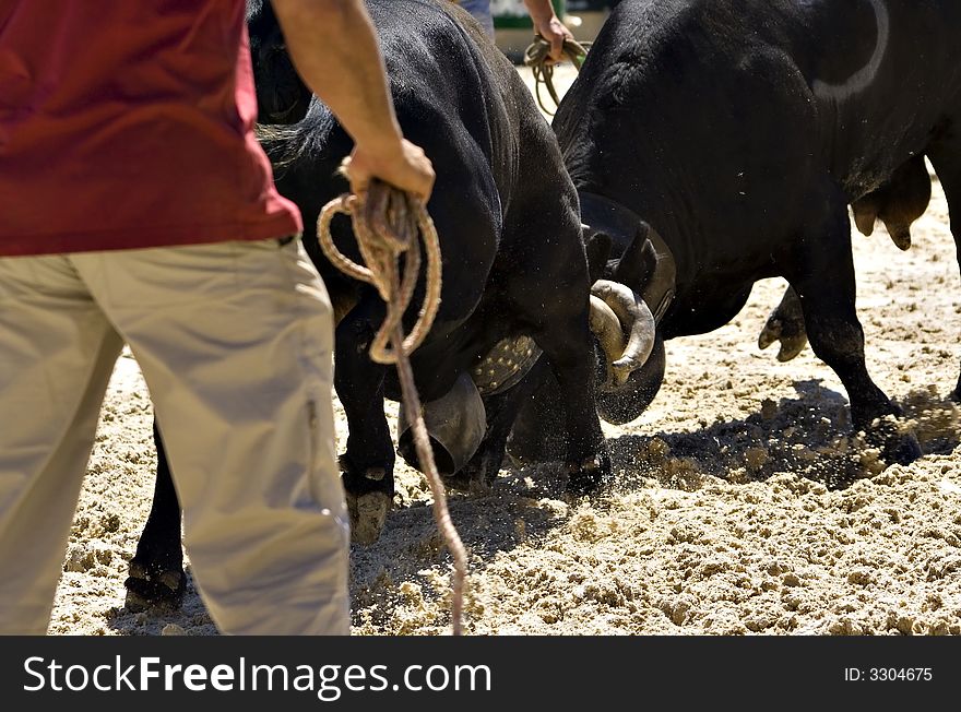 Cows fight [Combat de Reines] (Verbier, Switzerland)