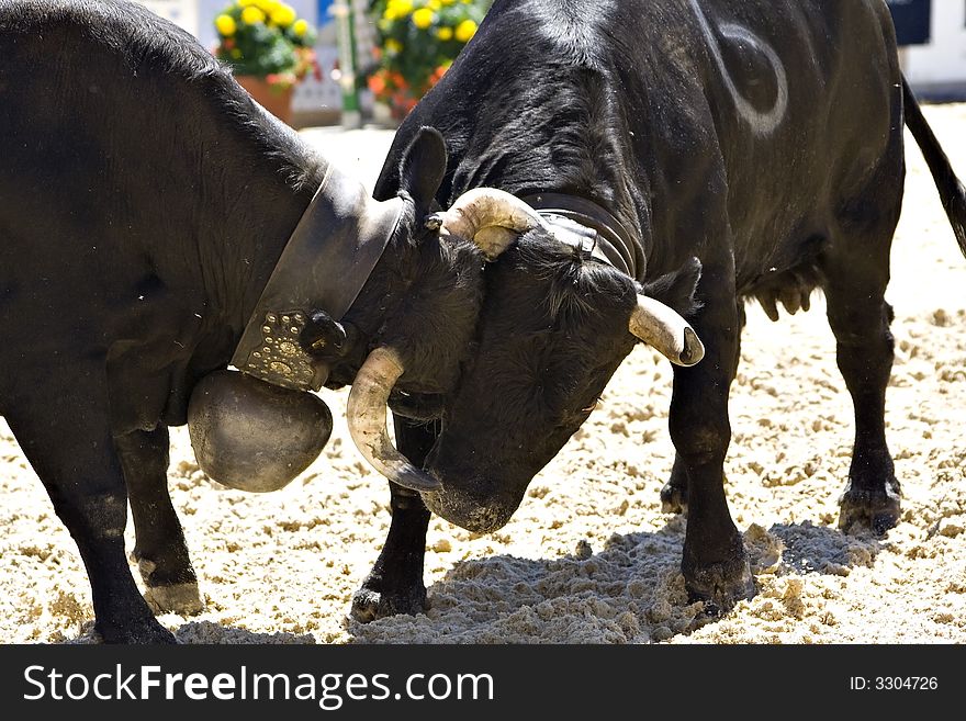 Cows fight