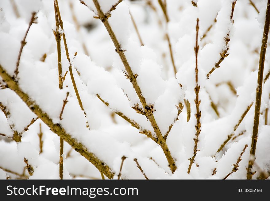Gentle snow storm, with accumulation on small branches