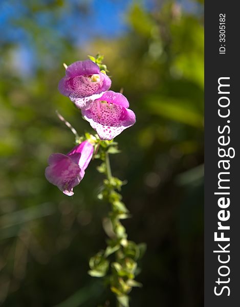 Purple Digitalis