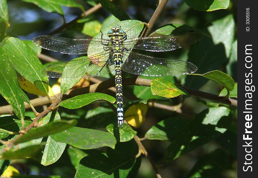 Dragonfly resting on mid autumn leaves. Dragonfly resting on mid autumn leaves