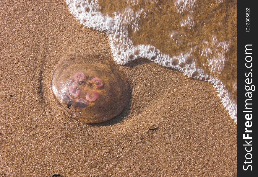 A medusa on beach sand