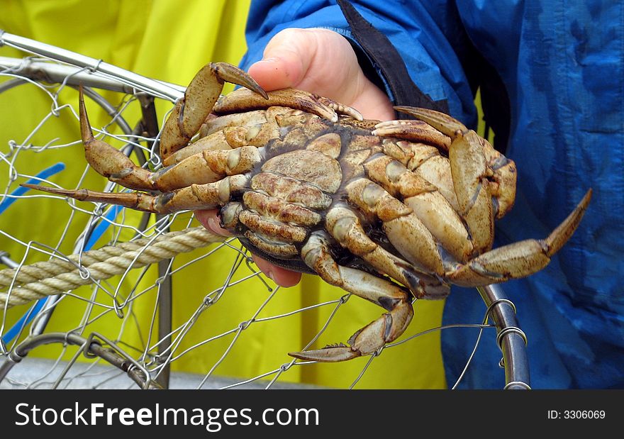 Female Dungeness Crab