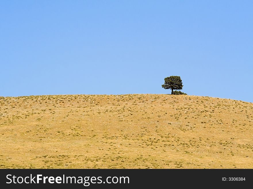 One lone tree on a barron hill in Custer State Park, South Dakota