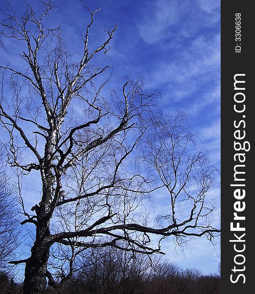 Birch-tree in the early spring. Birch-tree in the early spring