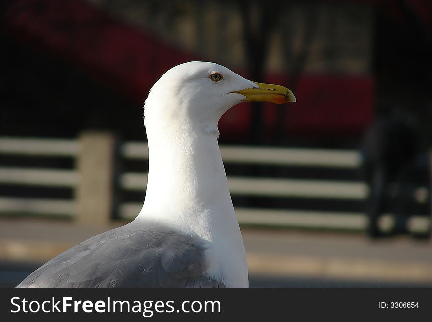 Silver Seagull (Larus Argenta)