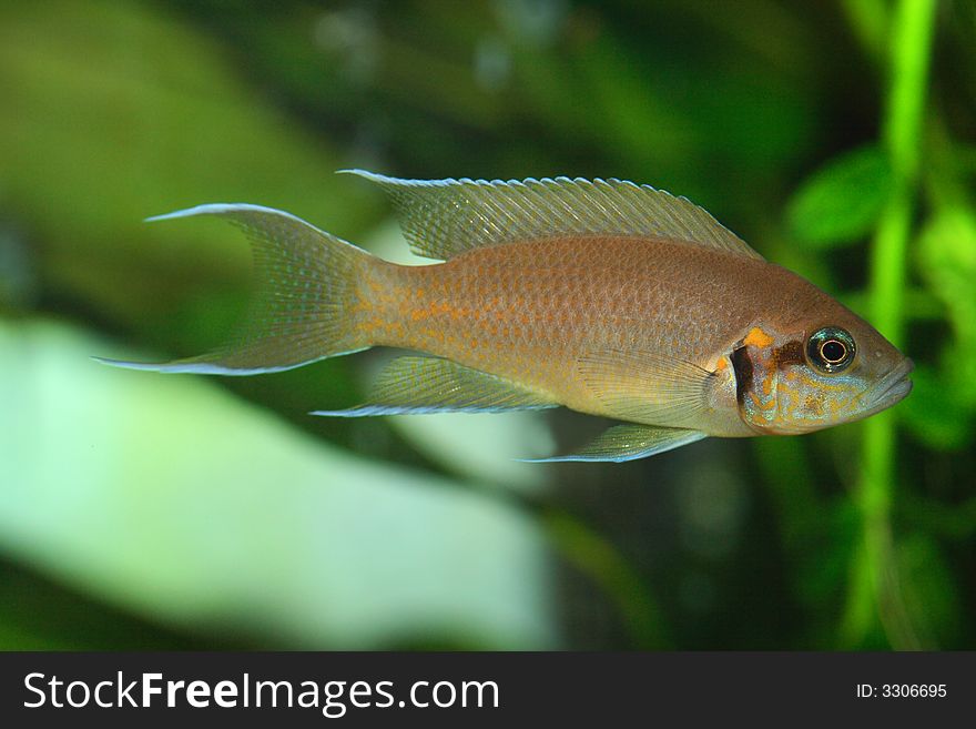 The exotic fish in aquarium, natural lighting