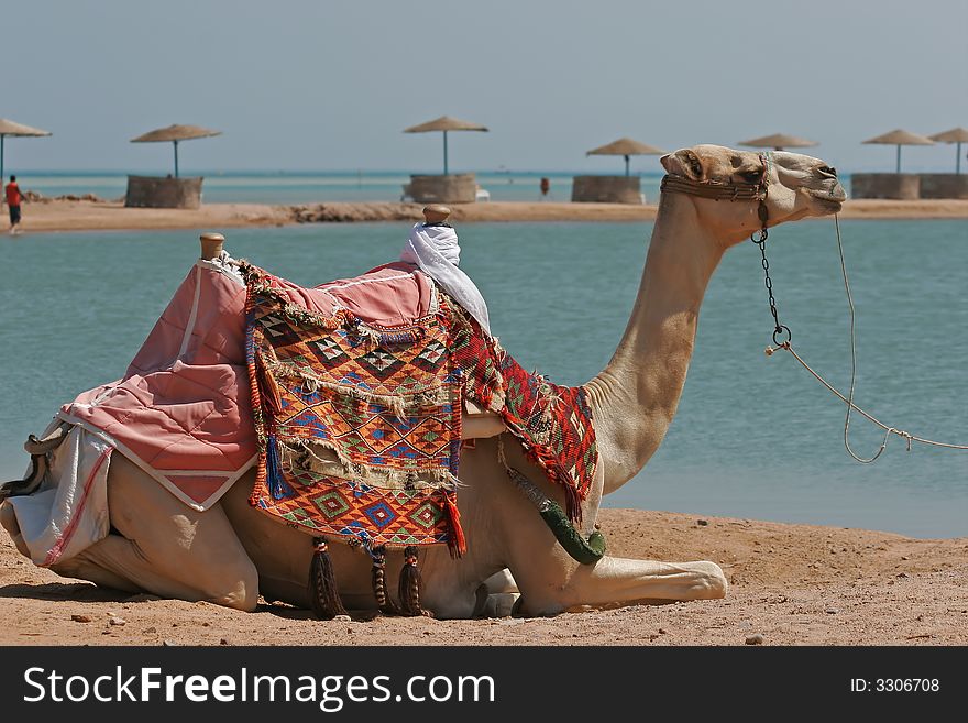 Dromedary at the edge of the Red Sea