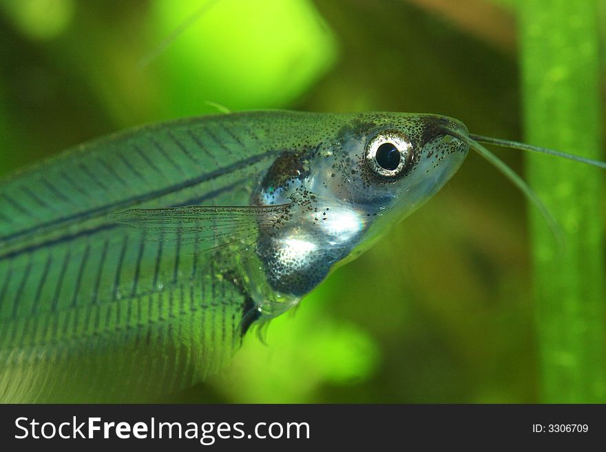 Weird transparent exotic fish head