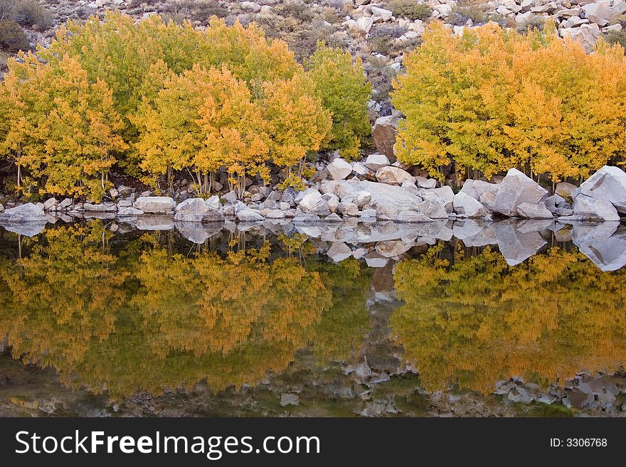 Fall Colored Aspens Reflect in a Pond. Fall Colored Aspens Reflect in a Pond