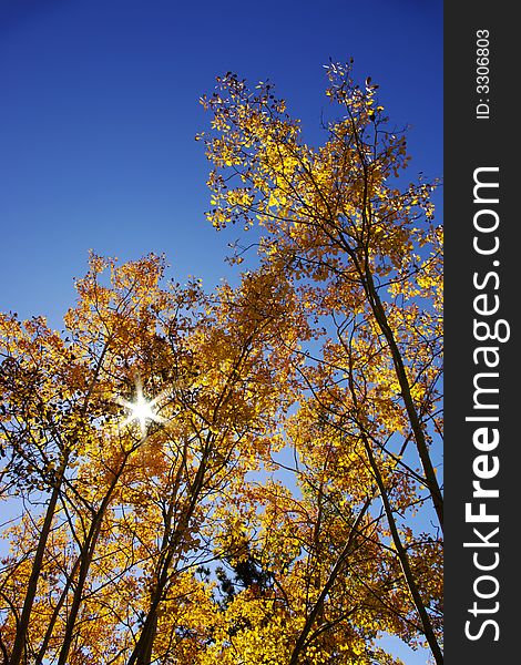 Sun shines through golden Aspen trees and clear blue sky. Sun shines through golden Aspen trees and clear blue sky