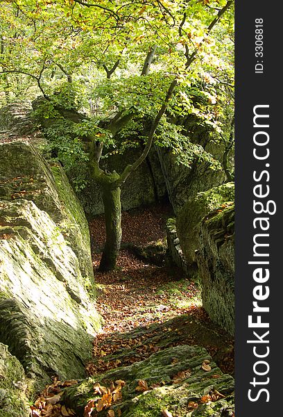 Single tree growing in an old stone pit. Single tree growing in an old stone pit