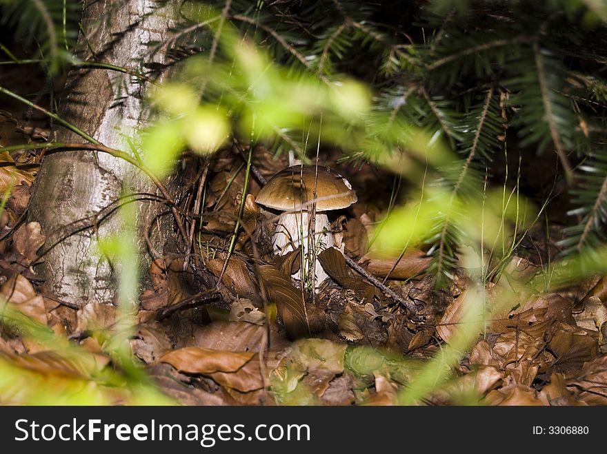 Mushroom in the forest in leafs