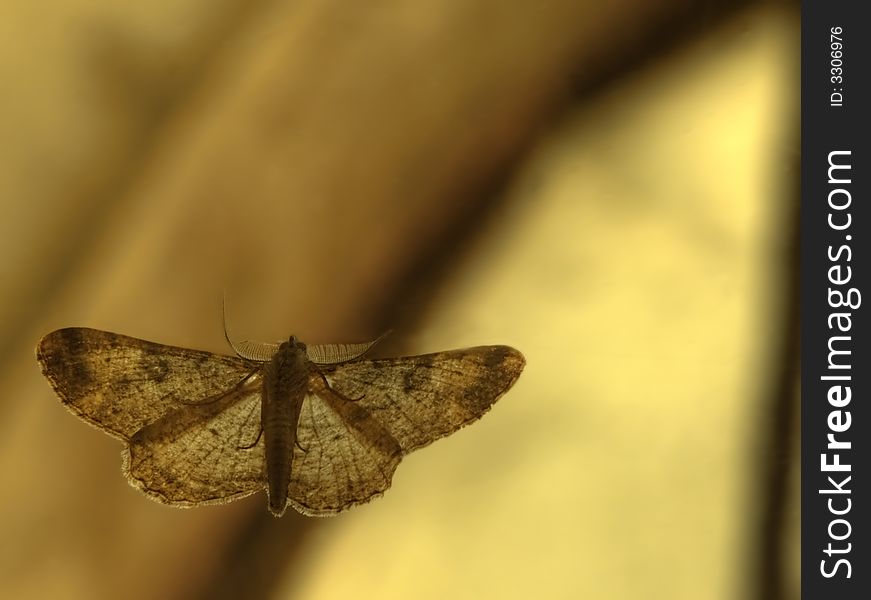 Moth On Glass