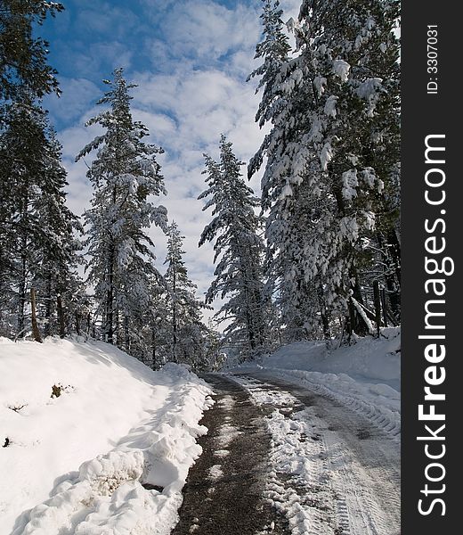 Winter path, snow in the trees