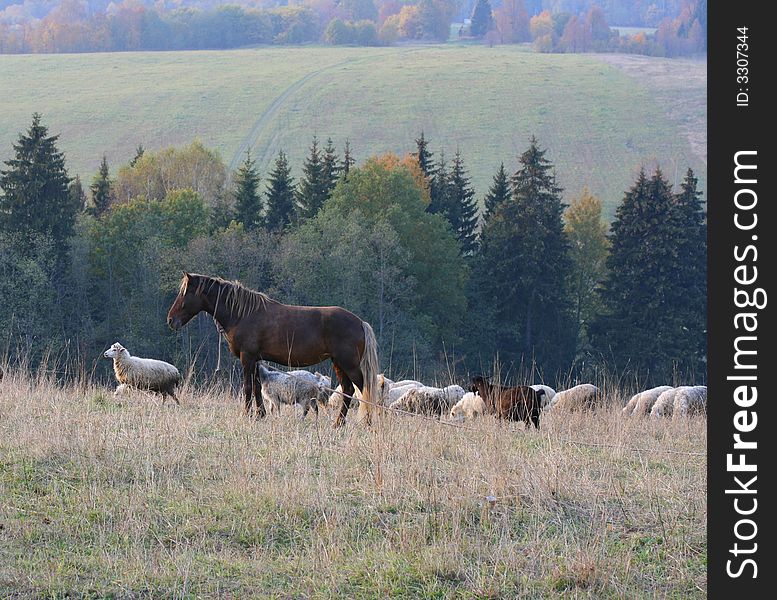 Horse and ships and a autumn forest and field as a background.