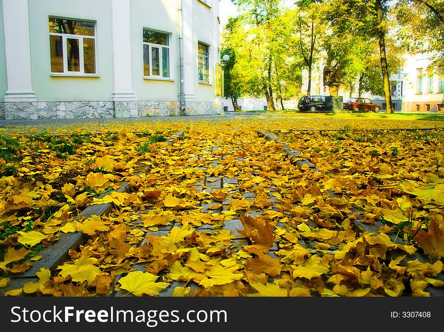 Golden yellow autumn leaves on the ground.