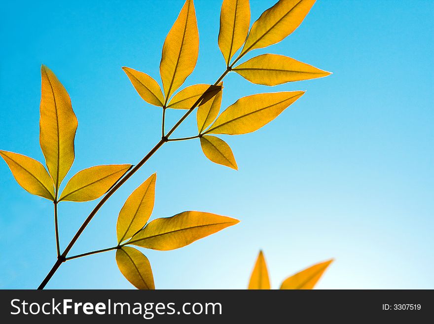 A fresh set of golden leaves isolated against a blue sky. A fresh set of golden leaves isolated against a blue sky.