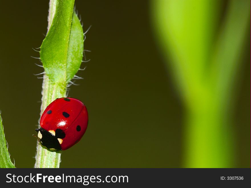 Lady-beetle