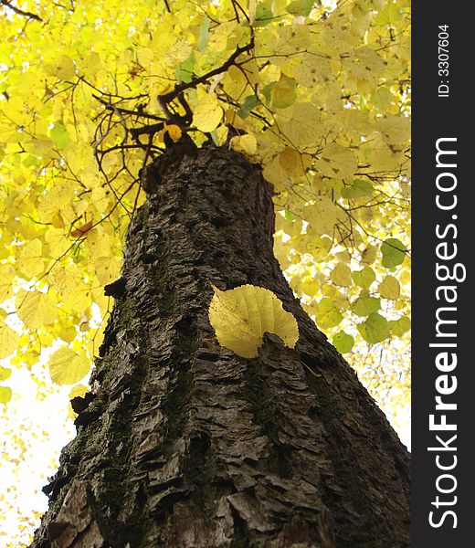 Autumnal tree fragment with bright yellow leaves. Autumnal tree fragment with bright yellow leaves