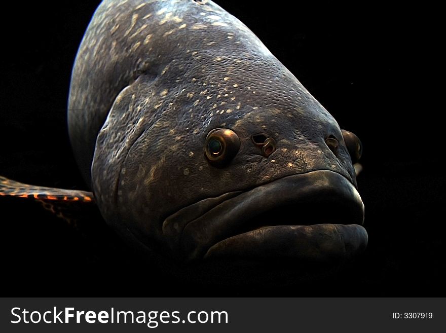 Big Lips Fish