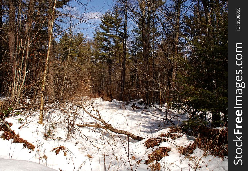 A fallen tree marks the snowfall in a forest in New Hampshire. A fallen tree marks the snowfall in a forest in New Hampshire.