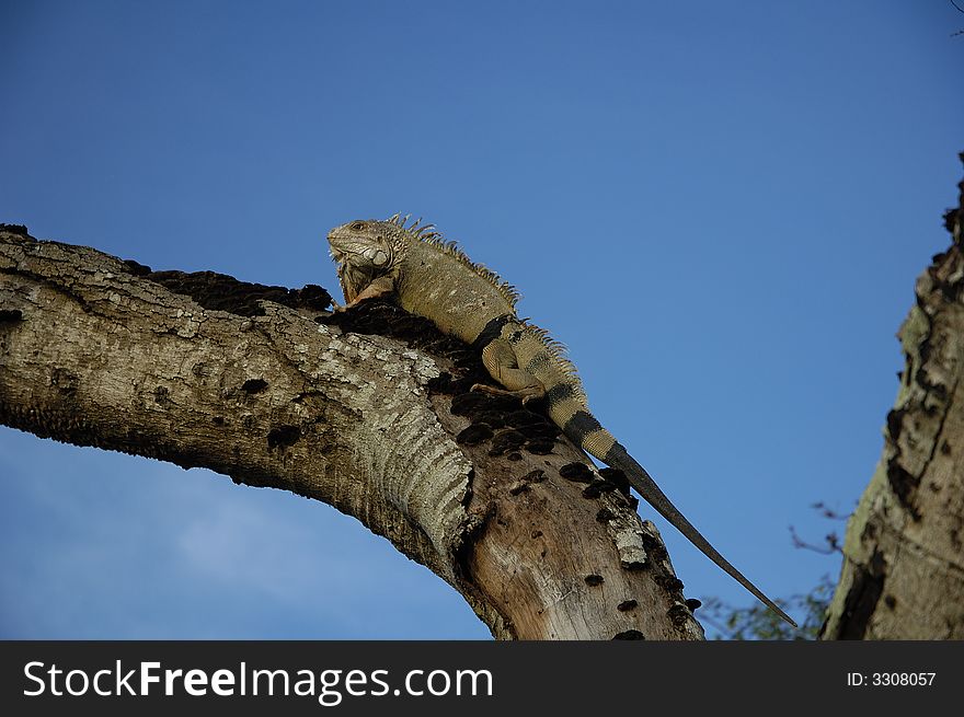 An old iguana climbing up a dead tree near Monteria, Cordoba, Colombia.