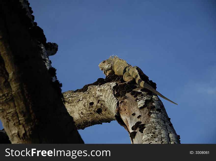 An old iguana climbing up a dead tree near Monteria, Cordoba, Colombia.