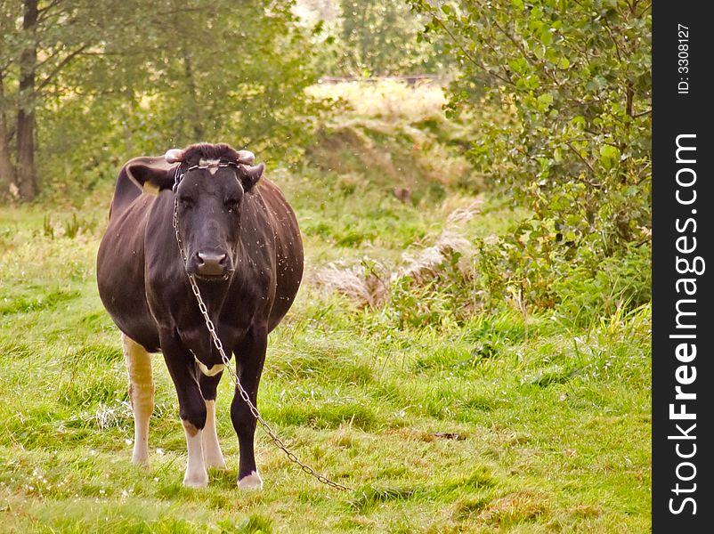 Cow on pasture under forest.