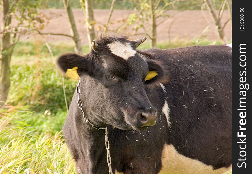 Young cows portrait on pasture.