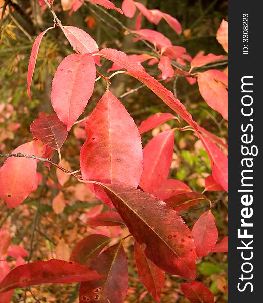 Red autumn leaves on the spring, seasonal colour. Red autumn leaves on the spring, seasonal colour.