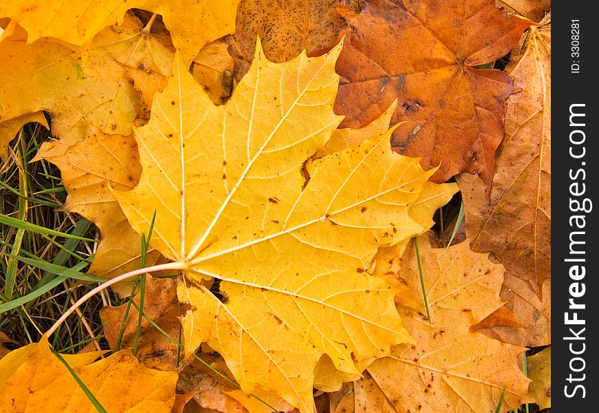 Autumn maple leaves on the grass, golden colour. Autumn maple leaves on the grass, golden colour.