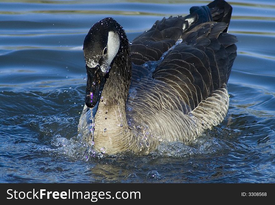 A Canadian goose is taking a morning shower